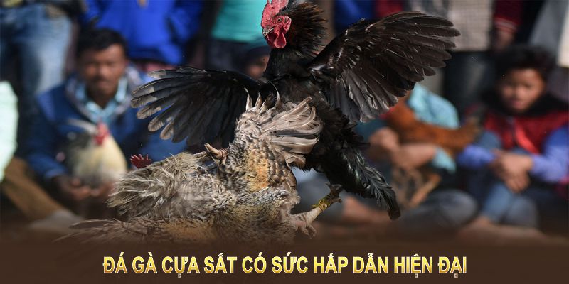 Đánh giá khả năng kết hợp cựa sắt của gà vô cùng quan trọng