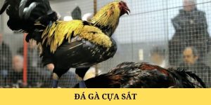Tích cực cập nhật thông tin, học hỏi khi chơi cá cược chọi gà